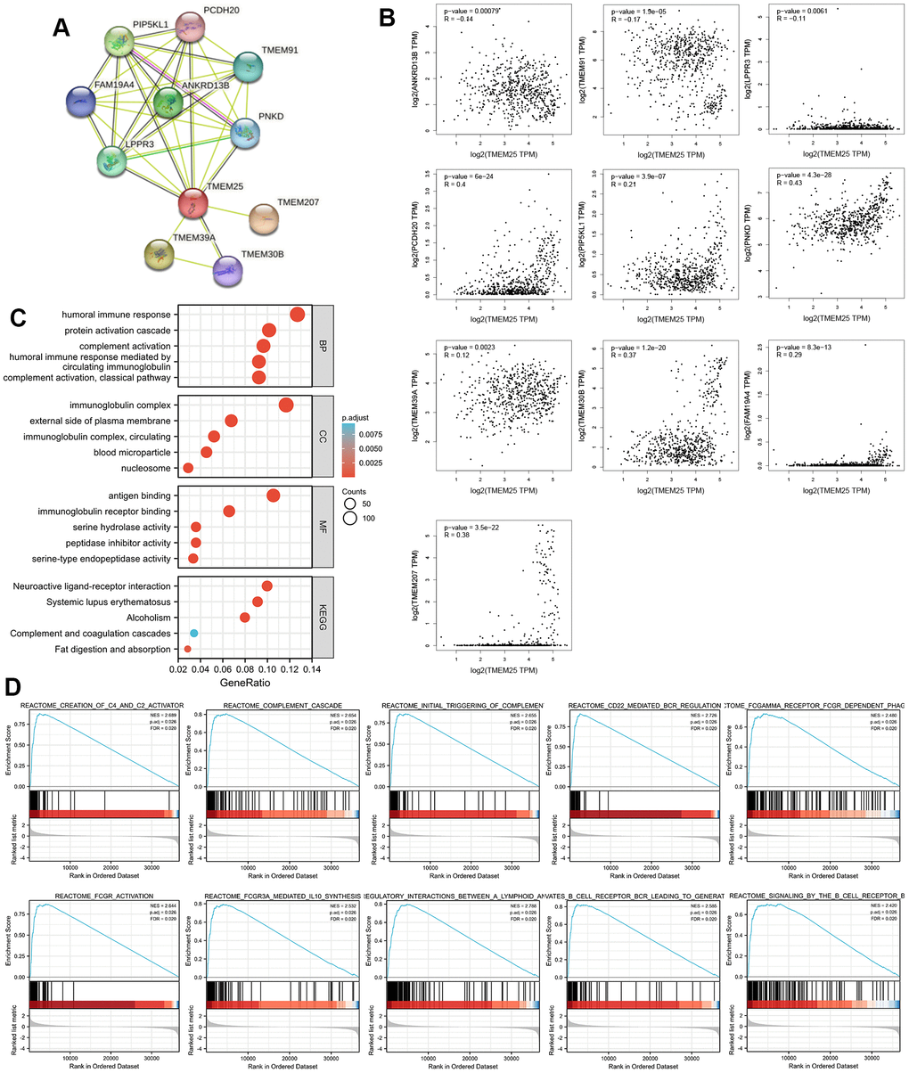Enrichment analysis of the potential functions played by TMEM25 in ccRCC. (A) The STRING website analyzes and maps protein-protein interaction networks of genes that have some association with TMEM25. (B) The GEPIA2 website further analyzed the correlation of TMEM25 with the expression of these protein-protein interacting genes in ccRCC. (C) GO, KEGG pathway enrichment analysis reveals potential function of TMEM25 in ccRCC. (D) GSEA enrichment analysis further explored its potential function.