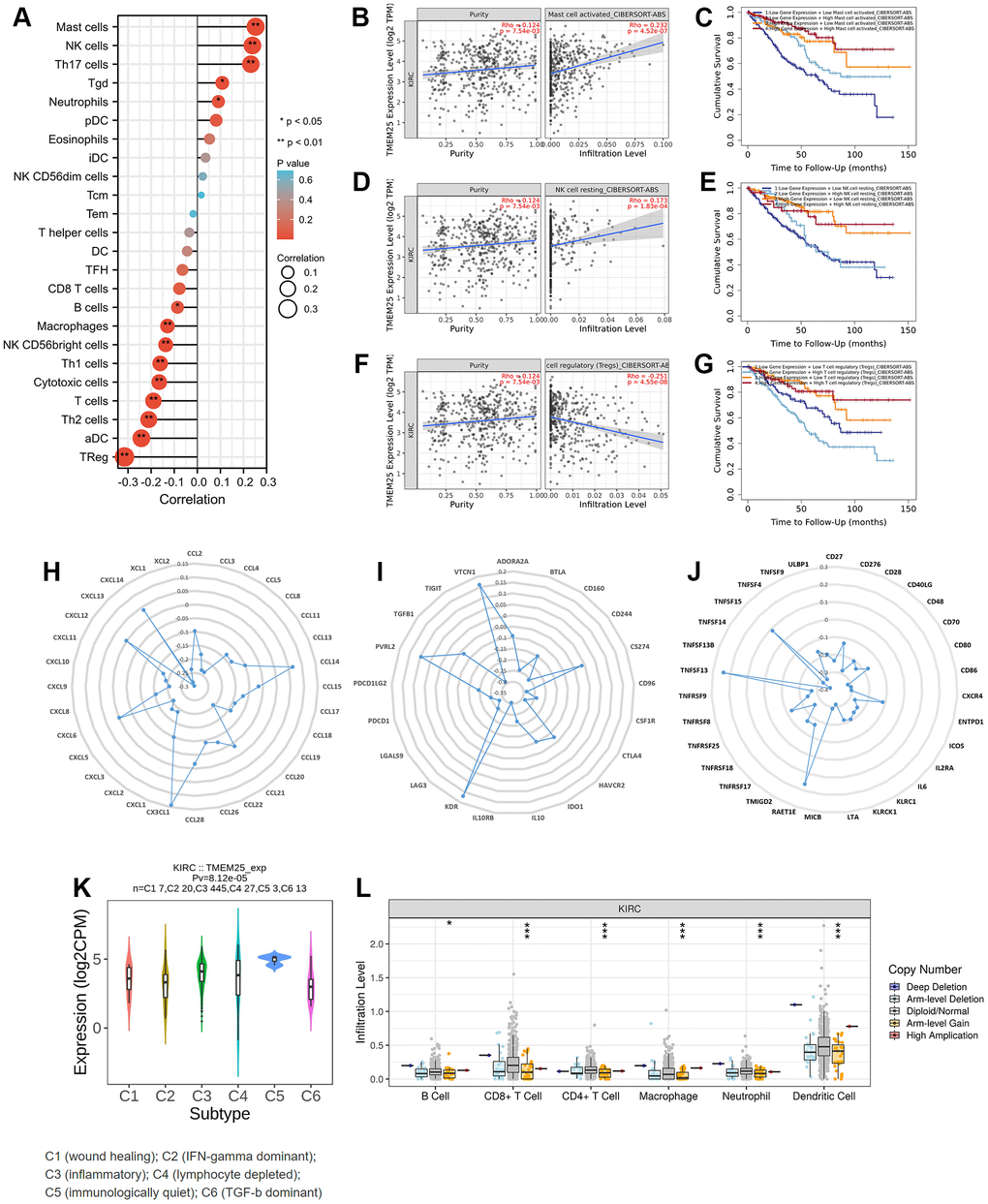 Immune infiltration correlation analysis of TMEM25 in ccRCC. (A) The ssGSEA algorithm analyzes the correlation between TMEM25 and various immune cell infiltrations in ccRCC. (B–G) The TIMER database used the cibersort-abs algorithm to calculate the correlation between TMEM25 expression and mast cell activated, NK cell resting, and Tregs in ccRCC, and plotted the Kaplan-Meier curves in relation to their prognosis. (H–J) A more comprehensive analysis conducted by TISIDB showed that TMEM25 expression in ccRCC is strongly associated with a variety of immune checkpoints, immunosuppressants, and MHC molecules. (K, L) The TISIDB website analyzed the correlation between TMEM25 expression in ccRCC and immune subtypes, and examined the relationship between its copy number and immune infiltrating cells. (*p 