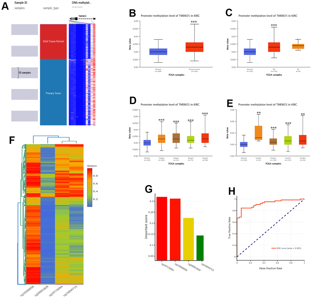 DNA methylation analysis of TMEM25 in ccRCC patients. (A–E) UCSC Xena and UALCAN websites revealed for us the TMEM25 DNA methylation expression levels in ccRCC in different states. (F, G) The DNMIVD database further demonstrated that the CpG loci in TMEM25 was associated with the diagnosis and prognosis of ccRCC patients and screened for an important role of the four CpG islands. (H) The ROC curves calculated from the diagnostic model consisting of these four CpG loci showed a strong ability to distinguish ccRCC from normal tissue. (**p 