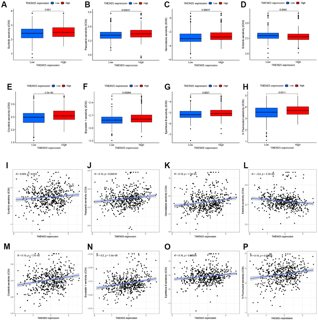 Drug sensitivity analysis of TMEM25 in ccRCC. Based on the median expression value of TMEM25 in ccRCC, the TCGA-KIRC cohort was categorized into high and low expression groups and the respective IC50 values were calculated, and the drug sensitivity was demonstrated by bar charts (A–H) and scatter plots (I–P).