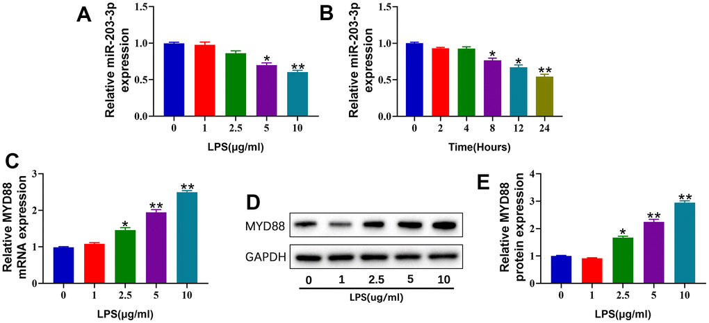 miR-203a-3p was decreased, and MYD88 was increased in LPS-treated chondrocytes. (A, B) qPCR showing miR-203a-3p expression in primary rat chondrocytes treated with different concentration of LPS (0, 1, 2.5,5 and 10 μg/ml) for 24 hours and treated with 10 μg/ml at different time points (0, 2,4,8,12 and 24 hours). (C) qPCR showing MYD88 mRNA expression in primary rat chondrocytes treated with different concentration of LPS for 24 hours. (D, E) WB analysis and relative quantification showing the protein expression of MYD88 in primary rat chondrocytes treated with different concentration of LPS for 24 hours. All experiments were performed in triplicated and data were presented as the mean±SD, n=3 per group. *PP