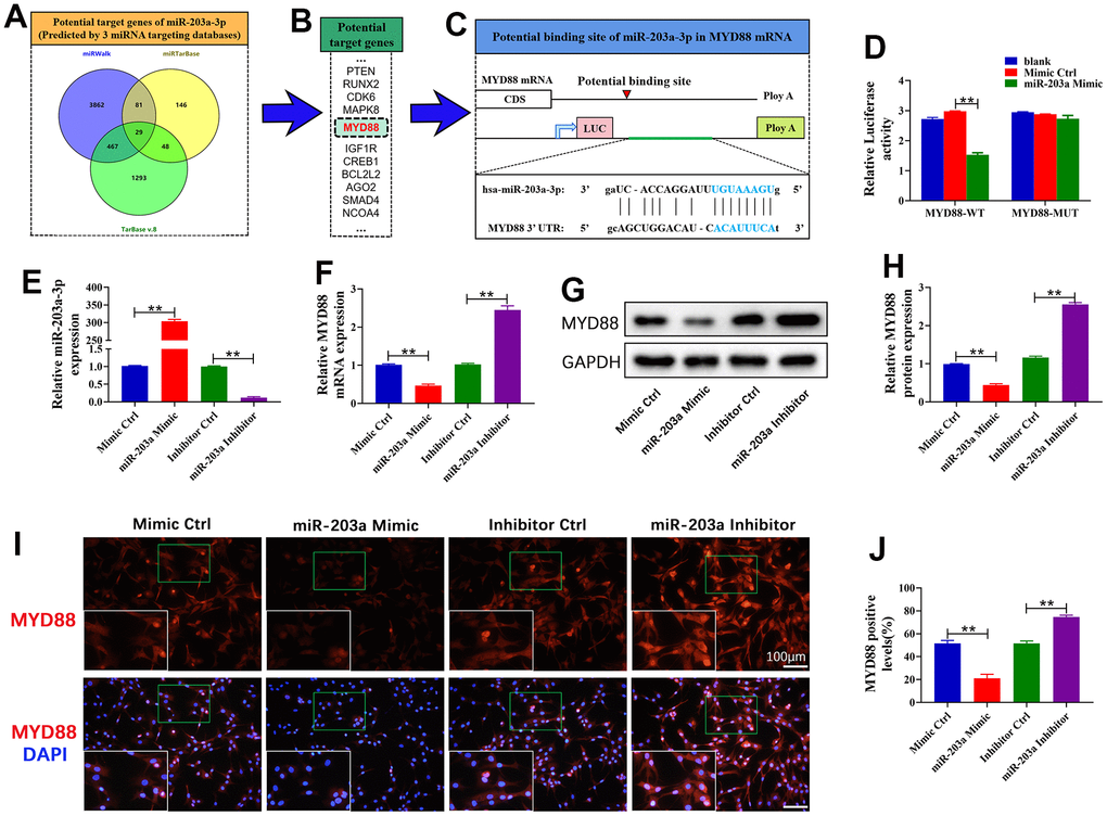 miR-203a-3p directly targeted MYD88. (A, B) Three online databases were used to predict the miR-203a-3p target genes. (C) Schematic representation of the MYD88 3’-UTR. A putative miR-203a-3p-binding site existed in the MYD88 mRNA. (D) The relative luciferase activity between cells was compared following co-transfection of MYD88-WT/ MYD88-MUT vectors with miR-203a-3p mimics and consistent negative controls. (E, F) qRT-PCR showing the mRNA expression of miR-203a-3p and MYD88 following transfection with miR-203a-3p mimic, inhibitor and consistent negative controls. (G–J) WB and immunofluorescence analysis showing the protein expression of MYD88 following transfection. All experiments were performed in triplicated and data were presented as the mean±SD, n=3 per group. *PP