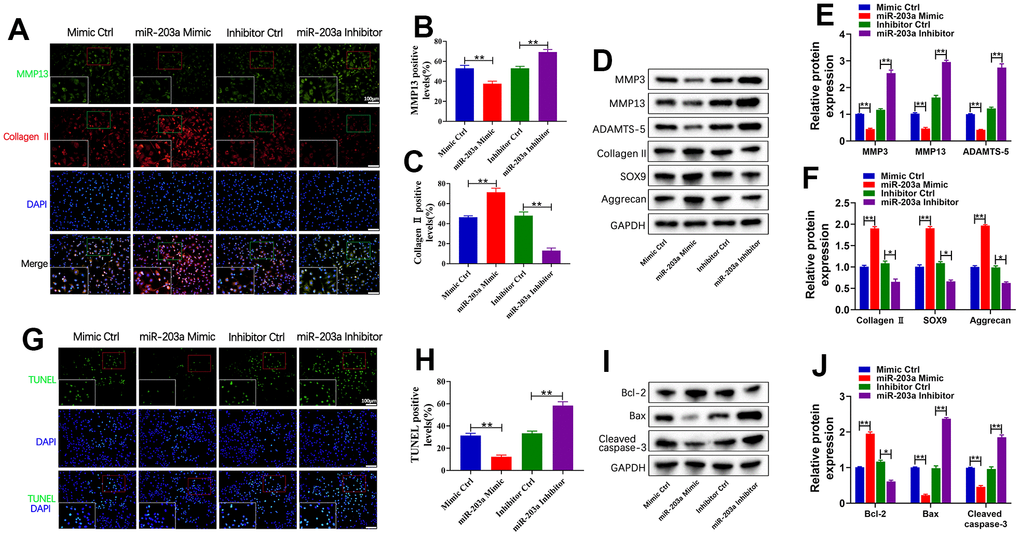 miR-203a-3p inhibited LPS-induced cartilage matrix degradation and apoptosis in chondrocytes. (A–C) Co-immunofluorescence staining of MMP13 (green) / Collagen II (red) and the relative quantification of positive cells in LPS-induced chondrocytes after transfection with miR-203a-3p mimic, inhibitor and consistent negative controls. (D–F) WB analysis and the relative quantification showing the expression levels of cartilage matrix degradation related proteins (MMP3, MMP13, ADAMST-5, Collagen II, SOX9 and Aggrecan). (G, H) TUNEL staining showing the chondrocyte apoptosis and quantitative estimation of the number of TUNEL positive cells. (I, J) WB analysis and the relative quantification showing the expression levels of apoptosis related proteins (Bcl-2, Bax, and Cleaved caspase-3). All experiments were performed in triplicated and data were presented as the mean±SD, n=3 per group. *PP