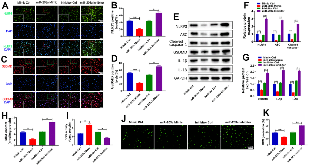 miR-203a-3p inhibited LPS-induced pyroptosis and oxidative stress in chondrocytes. (A–D) Immunofluorescence staining of NLRP3 (green) and GSDMD (red) as well as the relative quantification of positive cells were performed respectively in LPS-induced chondrocytes following transfection with miR-203a-3p mimic, inhibitor and consistent negative controls. (E–G) WB analysis and the relative quantification showing the expression levels of pyroptosis related proteins (NLRP3, ASC, Cleaved caspase-1, GSDMD, I L-1β, and IL-18). (H, I) Malondialdehyde (MDA) levels and superoxide dismutase (SOD) activity in LPS-induced chondrocytes following transfection. (J, K) ROS production in LPS-induced chondrocytes after transfection was measured by DCF staining. All experiments were performed in triplicated and data were presented as the mean±SD, n=3 per group. *PP