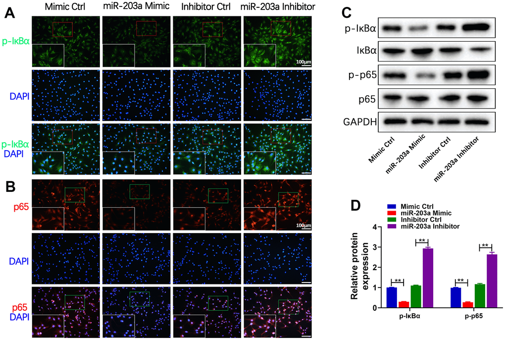 miR-203a-3p inhibited the NF-κB signaling pathway in chondrocytes. (A, B) Immunofluorescence staining showing the phosphorylation of IκBα (green) and the nuclear translocation of p65 (red) in LPS-induced chondrocytes following transfection with miR-203a-3p mimic, inhibitor and consistent negative controls. (C, D) WB analysis and the relative quantification showing the expression levels of proteins related with NF-κB signaling pathway (p-IκBα, IκBα, p-p65 and p65). All experiments were performed in triplicated and data were presented as the mean±SD, n=3 per group. *PP