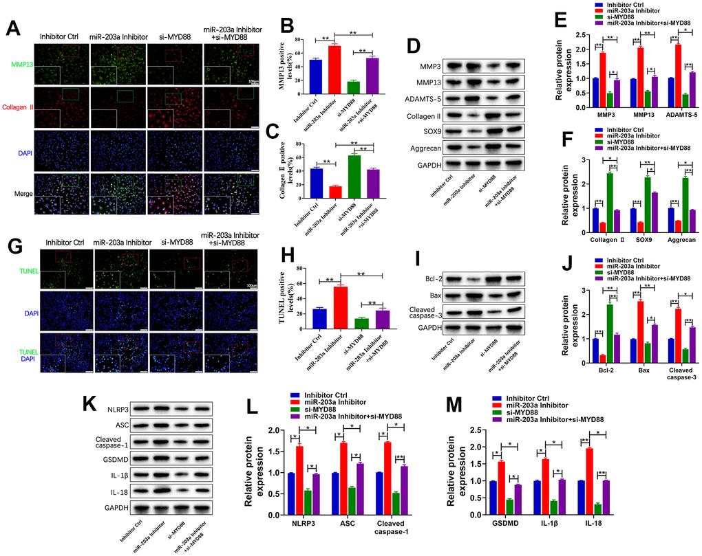 miR-203a-3p exerted biological functions on chondrocytes by targeting MYD88. (A–C) Co-immunofluorescence staining of MMP13 (green) / Collagen II (red) and the relative quantification of positive cells in LPS-induced chondrocytes following transfection with miR-203a-3p inhibitor, si-MYD88, or co-transfection. (D–F) WB analysis and relative quantification showing the expression levels of cartilage matrix degradation related proteins (MMP3, MMP13, ADAMST-5, Collagen II, SOX9 and Aggrecan). (G, H) TUNEL staining showing the chondrocyte apoptosis and quantitative estimation of the number of TUNEL positive cells. (I, J) WB analysis and relative quantification showing the expression levels of apoptosis-related proteins (Bcl-2, Bax and Cleaved caspase-3) after transfection. (K–M) WB analysis and the relative quantification showing the expression levels of pyroptosis related proteins (NLRP3, ASC, Cleaved caspase-1, GSDMD, IL-1β, and IL-18). All experiments were performed in triplicated and data were presented as the mean±SD, n=3 per group. *PP