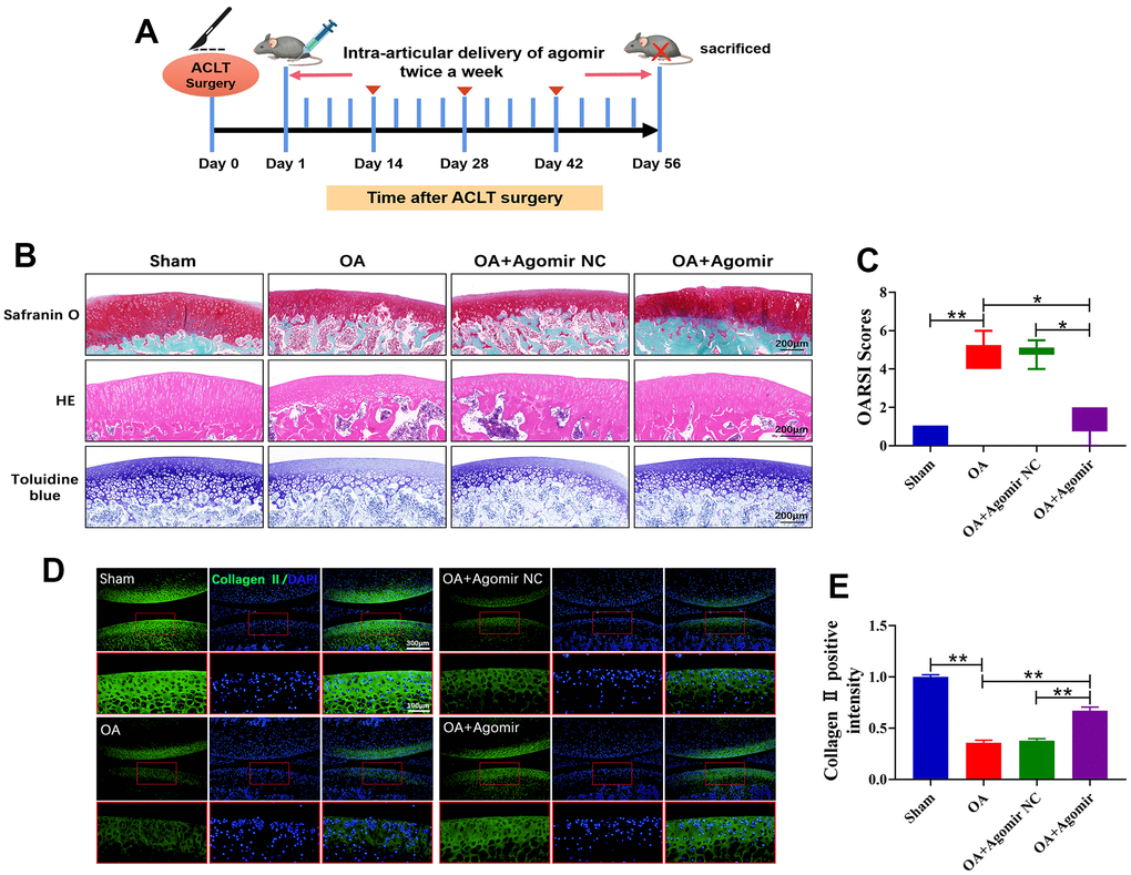miR-203a-3p alleviated the destruction of articular cartilage in ACLT rats. (A) ACLT rat model and miR-203a-3p agomir treatment protocol. (B) Safranin O-Fast Green, HE, and Toluidine blue staining of rat knee joints were performed to assess the histological morphology of the different groups at 8 weeks after miR-203a-3p agomir treatment. (C) The OARSI scores of the different groups were calculated respectively at 8 following after miR-203a-3p agomir treatment. (D, E) Immunofluorescence staining of Collagen II (green) and MMP13 (red) were performed in rat articular cartilage at 8 weeks following miR-203a-3p agomir treatment. All experiments were performed in triplicated and data were presented as the mean±SD, n=3 per group. *PP