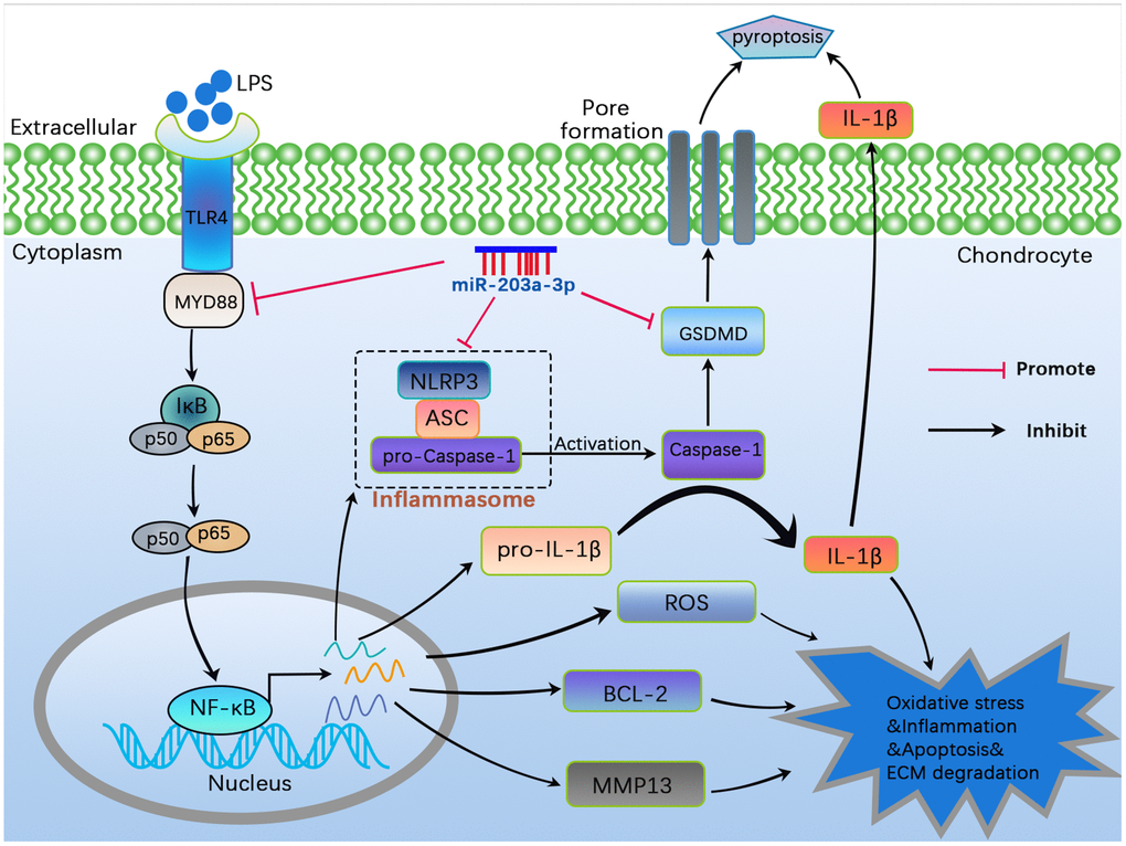 A schematic diagram illustrating the theory in the current study. MiR-203a-3p inhibited cartilage matrix degradation as well as alleviated apoptosis and pyroptosis in in vitro and in vivo OA models by regulating the MYD88/NF-κB pathway.