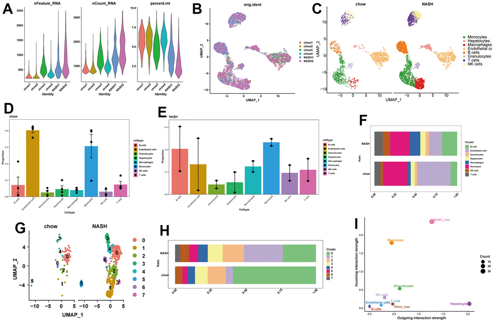 Single-cell analysis of cell proportion of NAFLD. (A) The features, counts, and percentages of mitochondrial genes in each of the analyzed samples after quality control. (B) The elimination of batch effect. (C) UMAP plot visualizes the distribution of eight cell types in control and NASH mouse livers. (D) Bar plot indicating the cell proportion of all eight cell types in liver of a normal chow diet mice. (E) Bar plot indicating the cell proportion of all eight cell types in liver of NASH mice. (F) Cell fraction distribution differences between NASH and normal. (G) UMAP plot showing the distribution of different clusters of macrophages in livers. (H) Bar plot indicating the proportion of seven macrophage clusters in liver of control and NASH mice. (I) Scatter plot indicating the incoming and outgoing interaction strength of the cells.