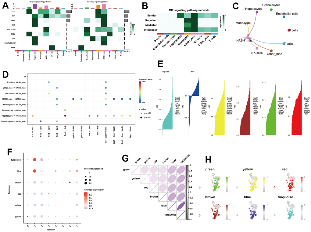 Identification of the crucial modules related to NASH-macrophages by hdWGCNA. (A) The dot plot showing the comparison of outgoing and incoming signaling patterns. (B) Heatmap showing the relative importance of each cell group in the MIF signaling network. (C) Circle plot showing the communication strength between interacting cells in the MIF signaling network. (D) Bubble plot showing the significant ligand-receptor pairs between cells. (E) Six gene modules were obtained and the top ten hub genes were presented according to the hdWGCNA pipeline. (F) Module activities in different macrophage clusters. (G) Correlation analysis between different models. (H) UMAP plots illustrating the distribution of each module.