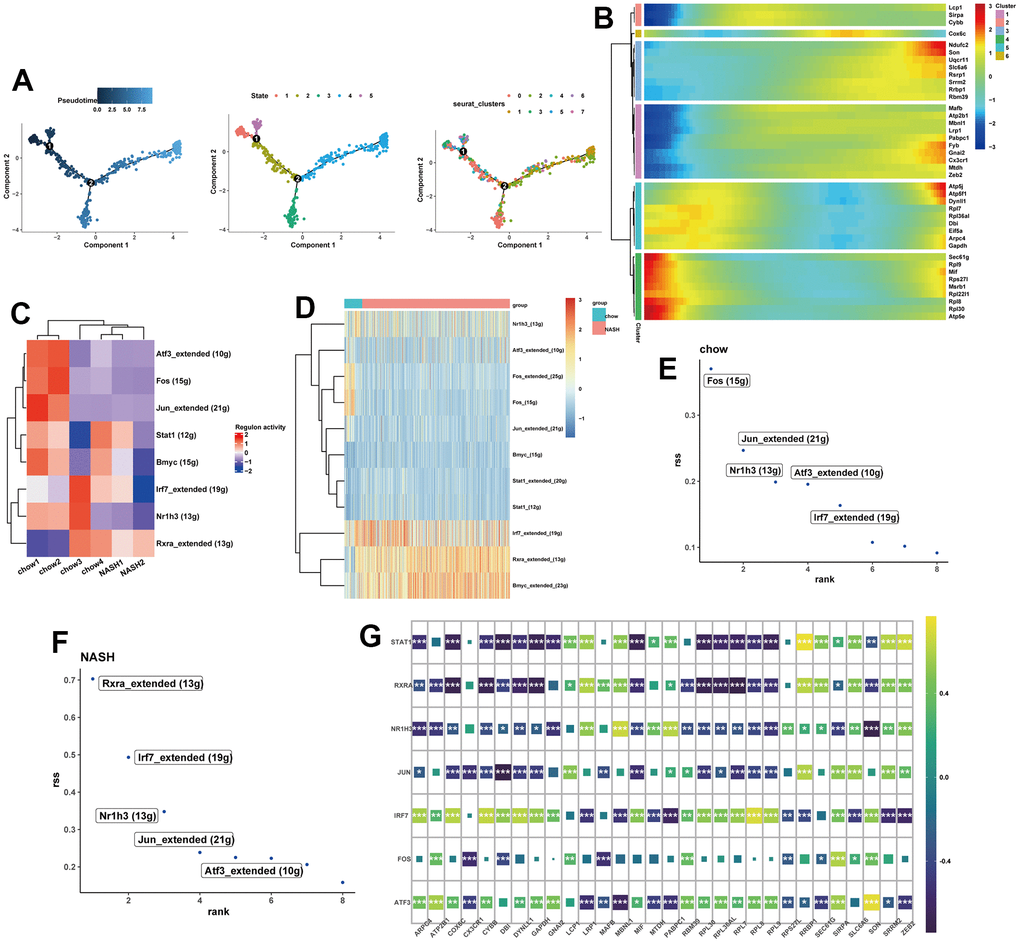 Pseudo-Time trajectory and SCENIC analysis. (A) pseudo-time distribution of the different macrophage subtypes. (B) Heatmap showing the change of potential feature genes in pseudo-time developmental trajectories. (C) Heatmap of RAS activity of transcription factors (TFs) in each sample, with negative correlations in blue and positive correlations in red. (D) Heatmap of the area under the curve (AUC) scores of TFs in each group. (E, F) Ranking of TFs in NASH and normal samples calculated by the RSS specificity score. (G) The correlation between SCENIC-identified TFs and 30 potential feature genes.