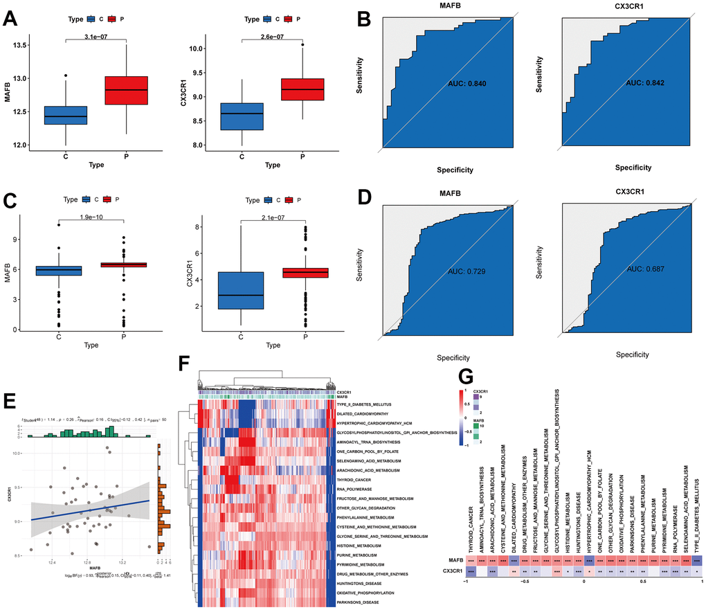 Verification of expression and diagnostic efficacy for optimal feature genes. (A) MAFB and CX3CR1 mRNA expression in the training group. (B) ROC curves of MAFB and CX3CR1 in the training group. (C) MAFB and CX3CR1 mRNA expression in the testing group. (D) ROC curves of MAFB and CX3CR1 in the testing group. (E) Correlation analysis between MAFB and CX3CR1. (F) Heatmap showing the scores of KEGG pathways in the optimal feature genes as calculated by GSVA. (G) Heatmap showing the correlation between the gene pathway and optimal feature genes. *P 