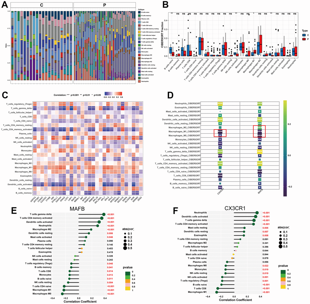 Immune cell infiltration analysis. (A) Heat map of the 22 immune cell subpopulations comparing NAFLD and normal samples. (B) Violin diagram illustrating the proportion of 22 different kinds of immune cells in NAFLD versus normal samples. (C) Heat map showing the correlation between 22 different kinds of immune cells and potential feature genes. The size of the colored squares indicates the connection’s strength; red indicates a positive correlation, while blue indicates a negative correlation. (D) Correlation between immune cells and optimal feature genes. (E) Correlation between MAFB and infiltrating immune cells. (F) Correlation between CX3CR1 and infiltrating immune cells. Correlation strength is proportional to the size of the dots. The color of the dots indicates the P-value. *P 