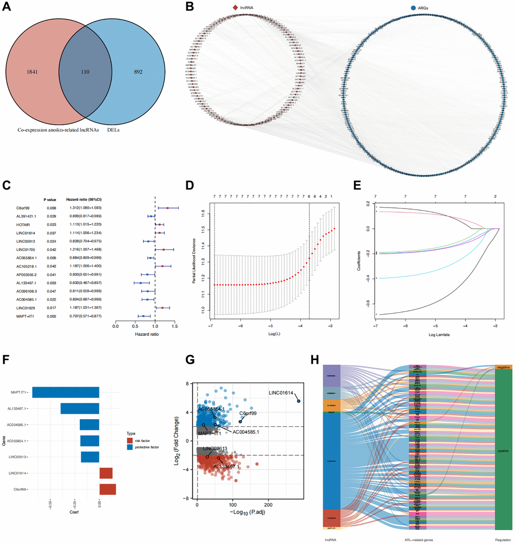 Identification of core DELs related to anoikis and construction of a prognostic model. (A) Venn diagram illustrating the screening process for DELs related to anoikis. (B) Network diagram depicting the relationship between the identified anoikis-related DELs and their corresponding genes. (C) Results of univariate Cox analysis. (D, E) Results of LASSO regression analysis (F) Coefficients of the seven core lncRNAs based on LASSO analysis. (G) Volcano plot displaying the differential expression of the seven core lncRNAs in normal and tumor tissues. (H) Sankey diagram illustrating the correlation between anoikis-related DELs and genes in breast cancer.