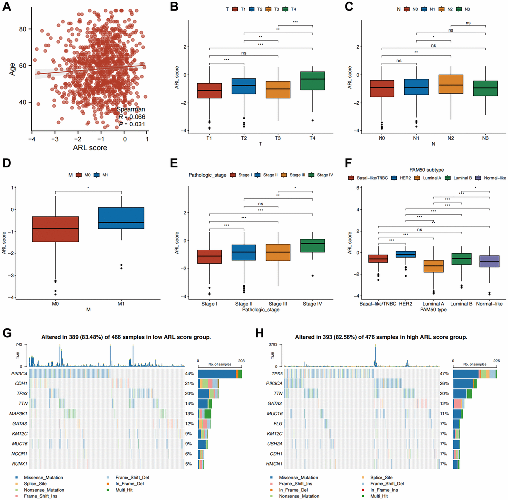 Correlation between clinical characteristics and the prognostic model. (A–F) Clinical characteristics differences between the high and low ARL score groups. (G, H) Waterfall plots displaying the mutation frequencies of the top 10 genes in the high and low ARL score groups. Statistical significance symbols: ns, p ≥ 0.05; *p **p ***p 