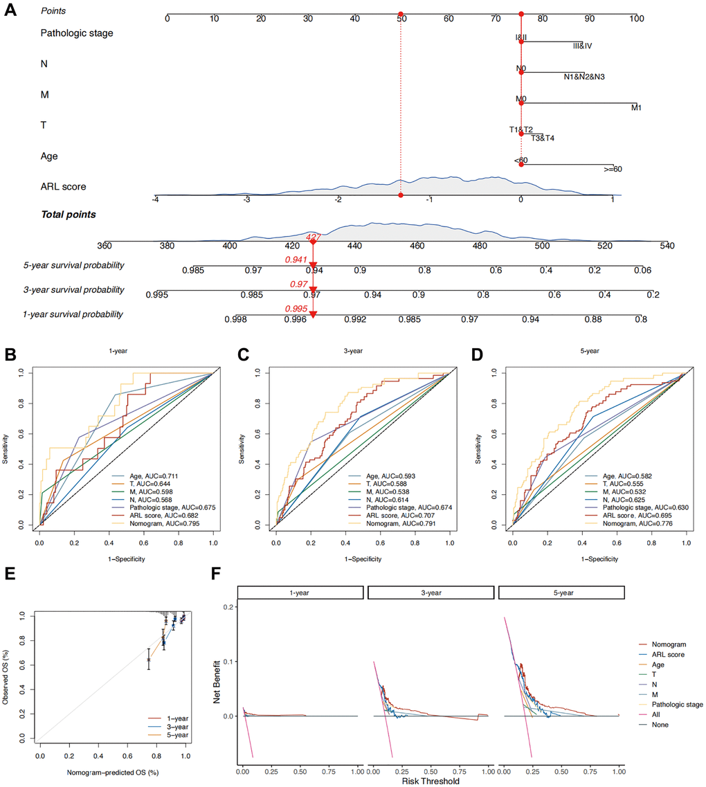 Construction of a nomogram for predicting the prognosis of IBC patients. (A) Nomogram predicting 1-, 3-, and 5-year overall survival (OS) of IBC patients. (B–D) Time-independent ROC curves comparing the predictive performance of the nomogram with other prognostic indicators. (E) Calibration plots demonstrating the predictive accuracy of the nomogram. (F) Decision curve analysis (DCA) assessing the clinical utility of the nomogram.
