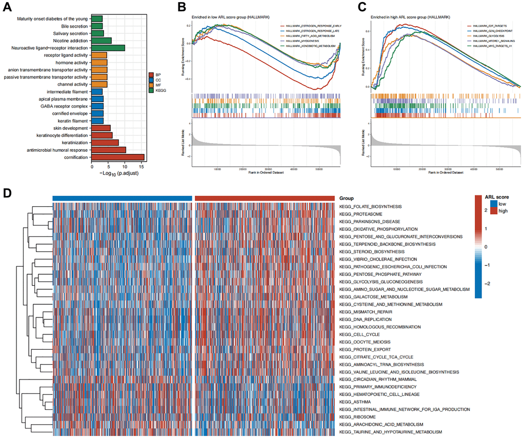 Functional enrichment analysis. (A) Enrichment results of Gene Ontology (GO) and Kyoto Encyclopedia of Genes and Genomes (KEGG) for the differentially expressed genes (DEGs) between high versus low ARL score groups. (B) Top five pathways enriched in the low ARL score group. (C) Top five pathways enriched in the high ARL score group. (D) Differential pathways between high versus low ARL score groups.