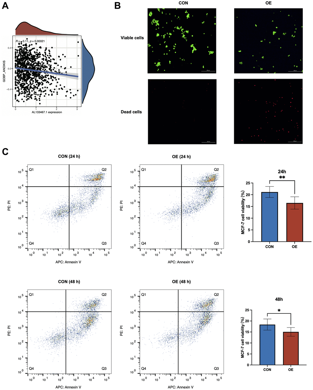 In vitro experiments to investigate the relationship between AL133467.1 and anoikis in breast cancer cells. (A) Correlation analysis between AL133467.1 expression and anoikis. (B) Fluorescence detection to explore the role of AL133467.1 in anoikis regulation in MCF-7 cells; Green: viable cells; Red: dead cells. (C) Quantitative analysis of the effect of AL133467.1 on anoikis using flow cytometry. Statistical significance symbols: ns, p ≥ 0.05; *p **p ***p 