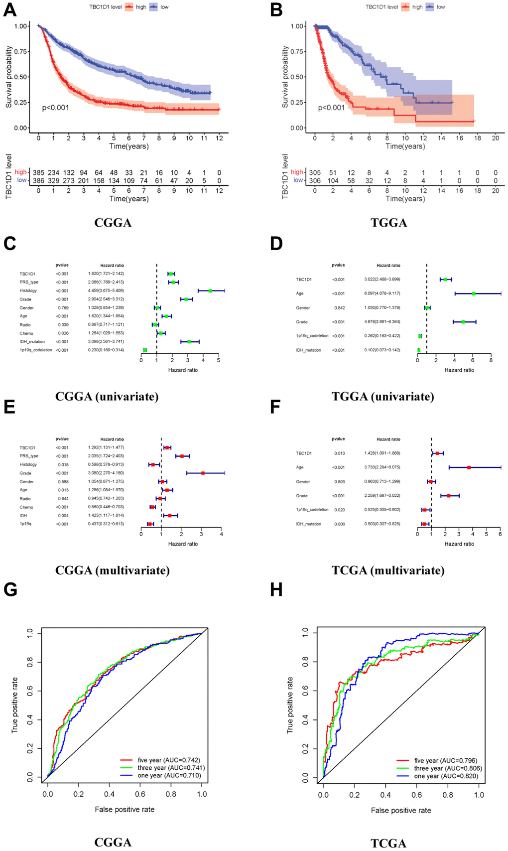 High expression of TBC1D1 in gliomas leads to poor prognosis. (A, B) Relationship between TBC1D1 expression and prognosis in CGGA and TCGA databases. (C, D) Multivariate analysis in CGGA and TCGA databases. (E, F) Multivariate analysis in CGGA and TCGA databases. (G, H) ROC curves in CGGA and TCGA databases, diagnostic value of TBC1D1 expression in gliomas.