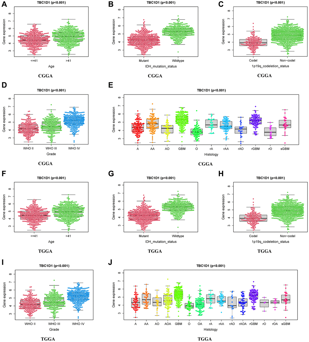 Relationship between TBC1D1 expression and clinical features. (A–E) Relationship of TBC1D1 expression to age, IDH mutation status, 1p19q codeletion status, grade, histology in CGGA databases. (F–J) Relationship between TBC1D1 expression and age, IDH mutation status, 1p19q co-deletion status, grade, and histology in the TCGA database.