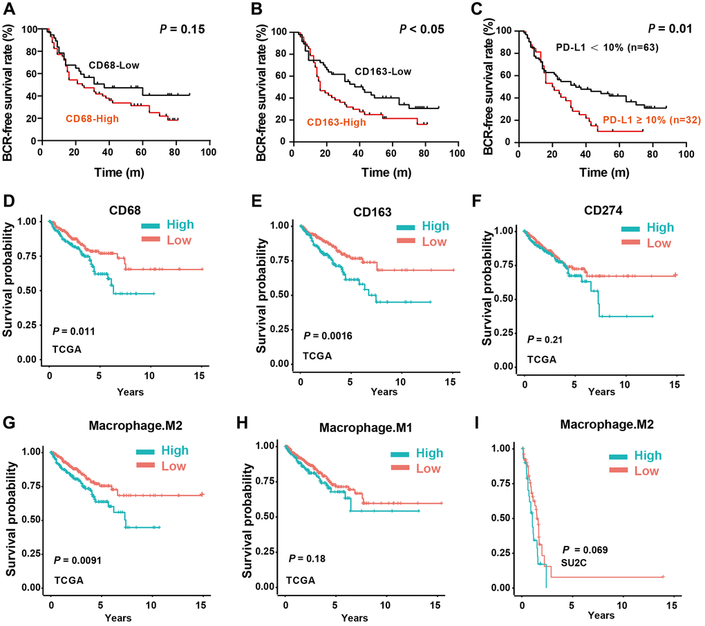 Impact of M2-TAMs Infiltration and PD-L1 expression on the prognosis of PCa patients. (A–C) Kaplan-Meier analysis of the protein expression levels of CD68, CD163, and PD-L1 with biochemical recurrent (BCR) free survival time. (D–F) Kaplan-Meier analysis of the mRNA expression levels of CD68, CD163, and CD274 with BCR free survival time in TCGA-PRAD dataset. (G, H) Kaplan-Meier analysis of the infiltration levels of M1- and M2- TAMs with progress-free survival (PFS) in TCGA-PRAD dataset. (I) Kaplan-Meier analysis of the infiltration levels of M2-TAMs with overall survival (OS) in prad