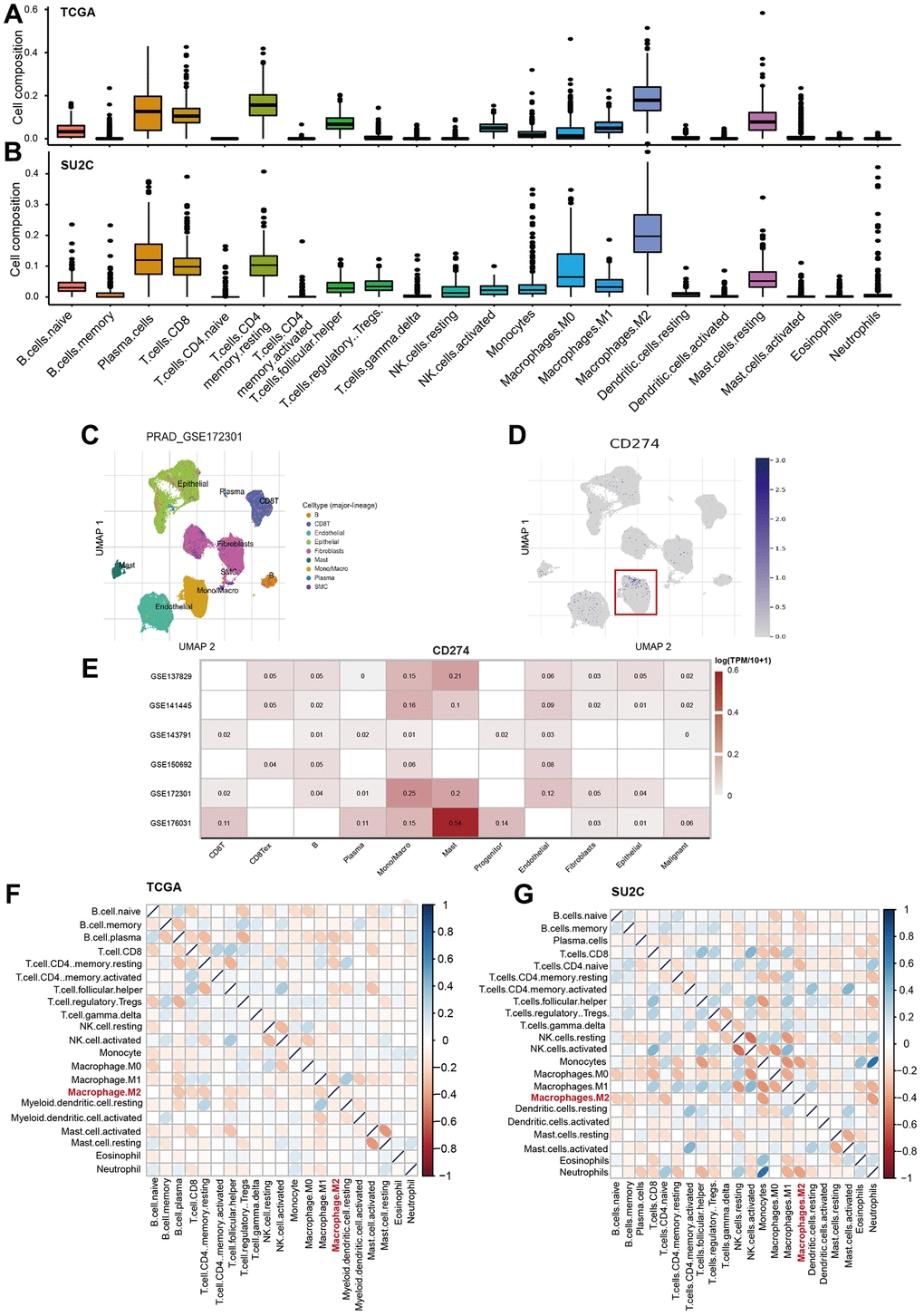 M2-TAMs are major immune-modulator in PCa. (A, B) The landscape of 22 immune cells in PCa. The infiltration factions of the 22 analyzed cell types were calculated by CIBERSORTx program in TCGA-PRAD (A) and prad
