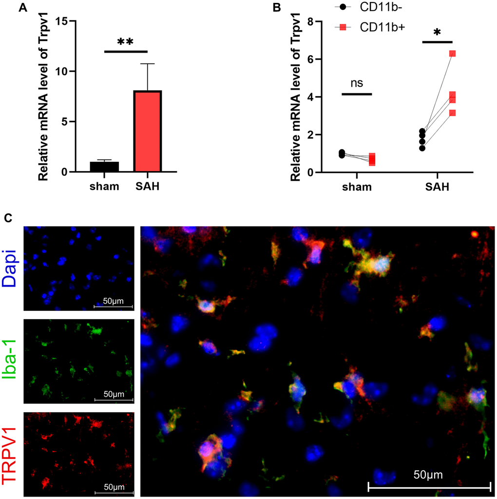 The expression and distribution of TRPV1. (A, B) The mRNA level of Trpv1 in brain tissues or CD11b positive/negative cells isolated via MACS was assessed by qPCR at 24 h post-SAH. (C) Representative immunofluorescence images showed the co-localization of TRPV1 with Iba-1. Abbreviation: Abbreviation: no significance; *p **p 