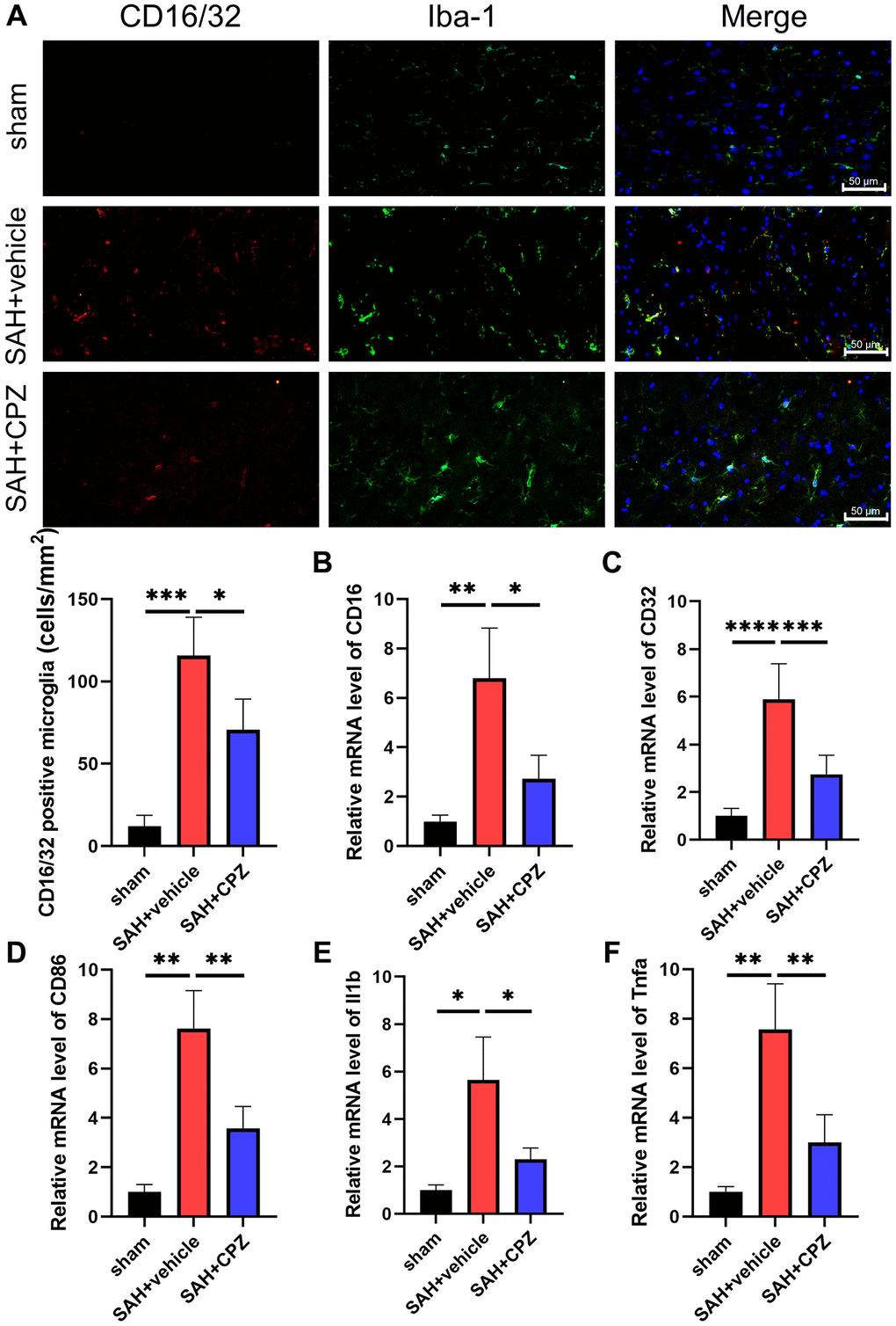 Effect of TRPV1 on inflammation response after SAH. (A) The immunofluorescence showed the number of CD16/32 positive microglia/macrophages at 24 h post-SAH. (B–F) The mRNA level of CD16, CD32, CD86, IL-1β, and TNF-α in brain tissues at 24 h post-SAH. *p **p ***p ****p 