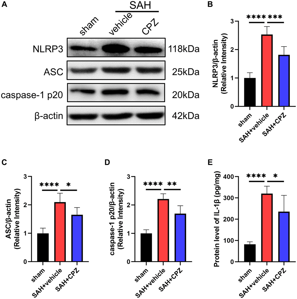 Effect of TRPV1 on NLRP3 inflammasome activation. (A–D) The relative protein expression of NLRP3, ASC, and caspase-1 p20 at 24 h post-SAH was assessed via western blot. (E) The protein level of IL-1β at 24 h post-SAH was assessed via ELISA. *p **p ***p ****p 