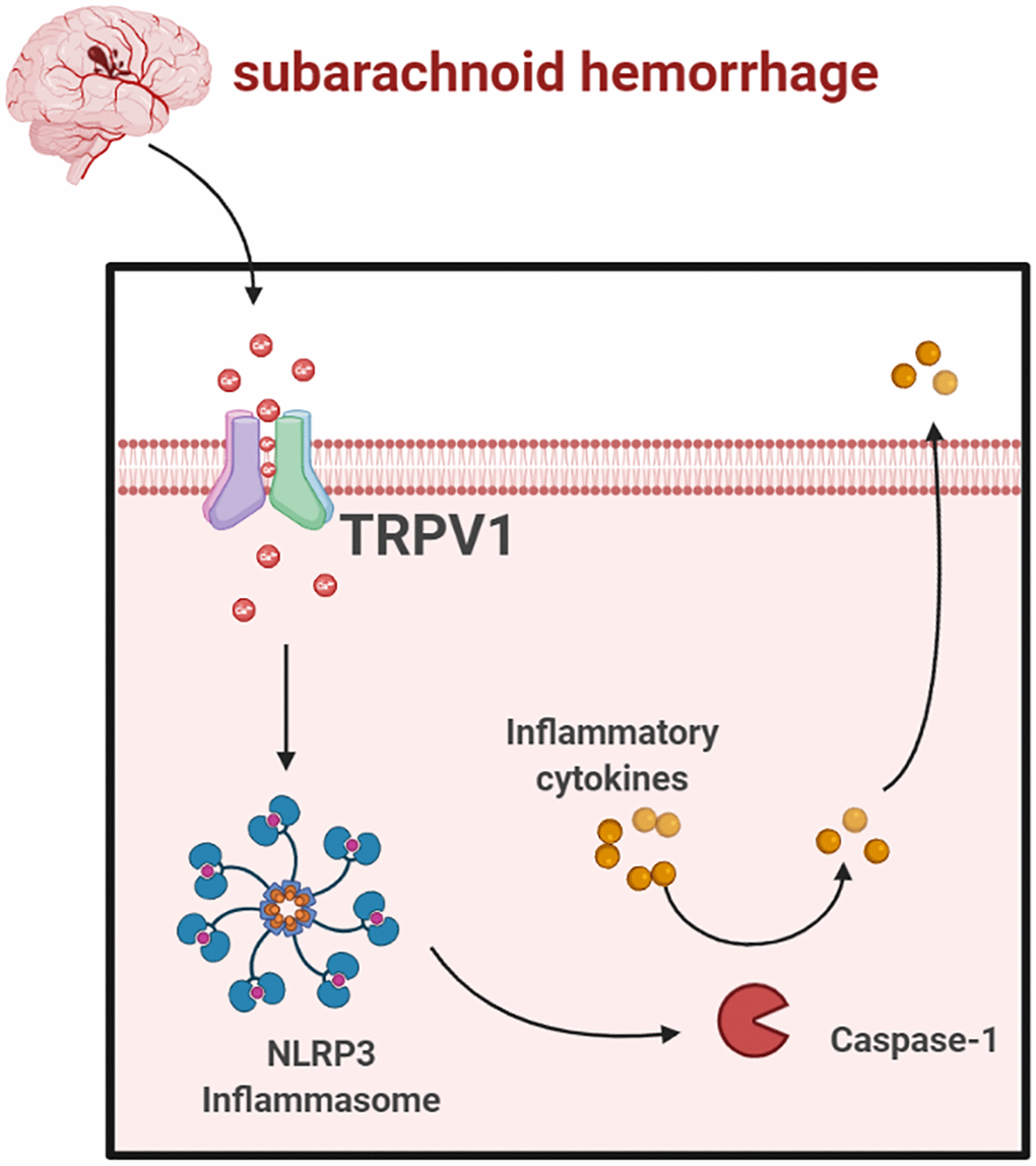 Schematic mechanism of TRPV1 activated NLRP3 inflammasome post-SAH (https://www.biorender.com/).