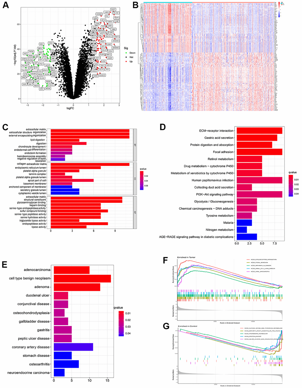 (A) Volcano plot showed significant differential expressed genes. (logFC>1.5 adj. P value B) Heatmap showed the expression distribution of differential expressed genes in each sample. (C) Gene ontology (GO) analysis of the differential expressed genes. (D) KEGG analysis of the differential expressed genes. (E) Disease ontology (DO) analysis of the differential expressed genes. (F) GSEA result in tumor samples. (G) GSEA result in paired paracancerous samples.