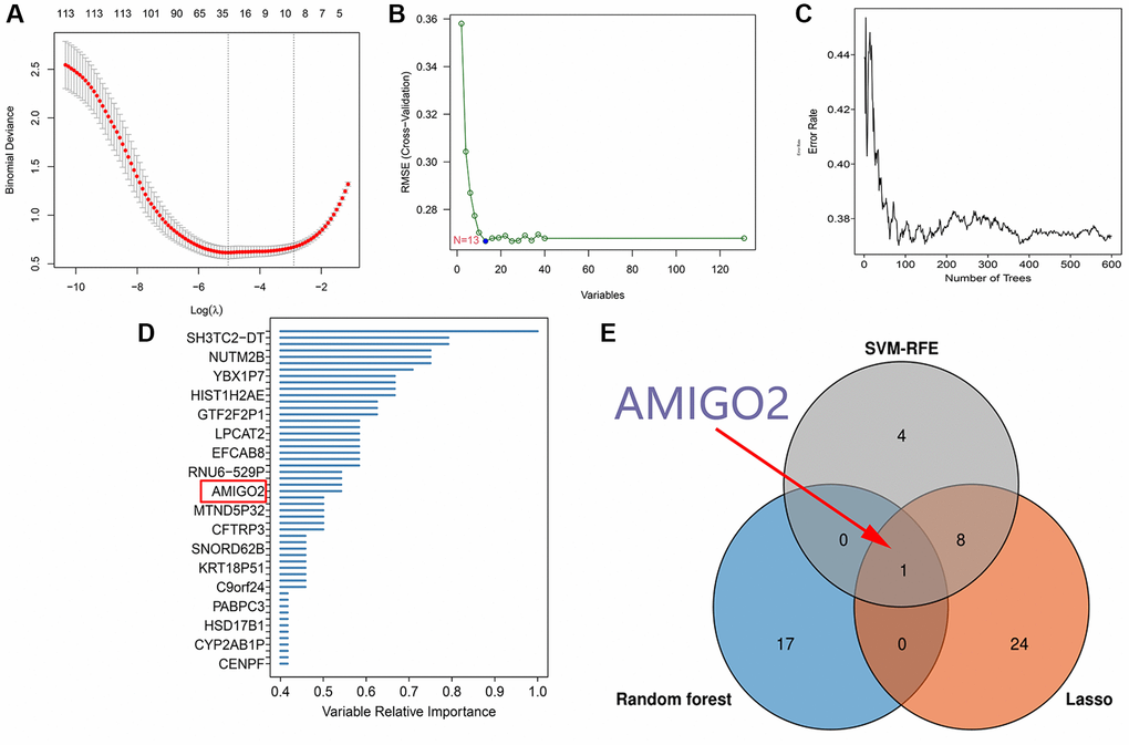 (A) 33 genes are screened through LASSO regression in combined GEO datasets. (B) 13 genes are screened through SVM-RFE in combined GEO datasets. (C, D) 18 genes are screened through Random forest in TCGA-PAAD datasets. (E) Venn plot shows the intersected genes.