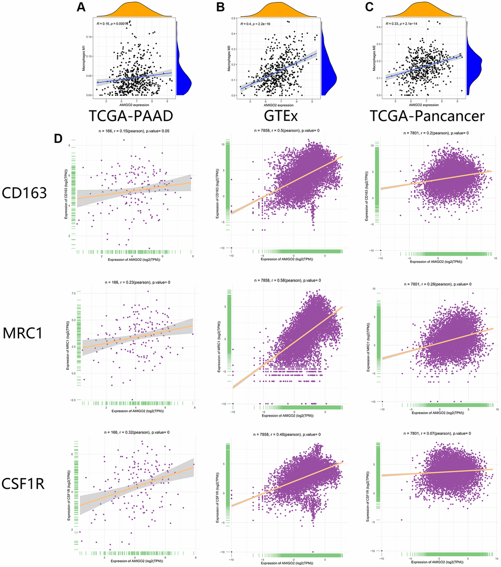 (A) The correlation between the expression of AMIGO2 and M1 macrophages infiltration in former combined GEO datasets. (B) The correlation between the expression of AMIGO2 and M0 macrophages infiltration in former combined GEO datasets. (C) The correlation between the expression of AMIGO2 and M2 macrophages infiltration in former combined GEO datasets. (D) The correlations between 3 M2 macrophage biomarkers and AMIGO2 expression in TCGA-PAAD, TCGA-Pancancer and GTEx datasets.