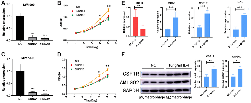 (A) The mRNA expression of AMIGO2 in normal control SW1990 cell line and two AMIGO2 siRNA transfected SW1990 cell line; *p **p ***p B) Relative proliferation tendency in normal control SW1990 cell line and two AMIGO2 siRNA transfected SW1990 cell line; *p **p ***p C) The mRNA expression of AMIGO2 in normal control MPanc-96 cell line and two AMIGO2 siRNA transfected MPanc-96 cell line; *p **p ***p D) Relative proliferation tendency in normal control MPanc-96 cell line and two AMIGO2 siRNA transfected MPanc-96 cell line; *p **p ***p E) The mRNA expression of IL-10, MRC1, CSF1R and TNF-α in untreated and IL-4 treated RAW264.7 cell, *p **p ***p F) The protein level of AMIGO2 and CSF1R in untreated and IL-4 treated RAW264.7 cell, *p **p ***p 