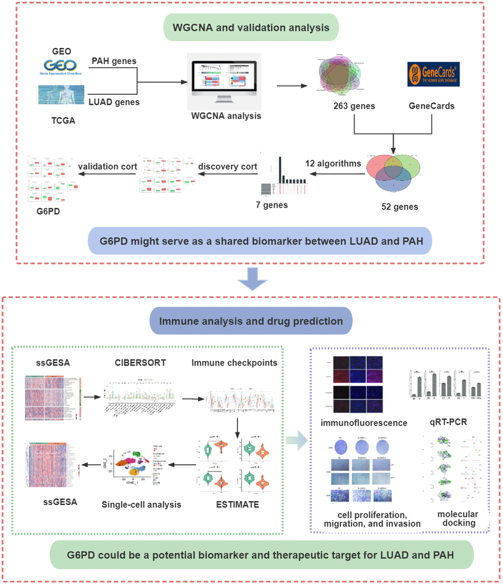 The flowchart of the present study design. LUAD, lung adenocarcinoma; PAH, pulmonary arterial hypertension.