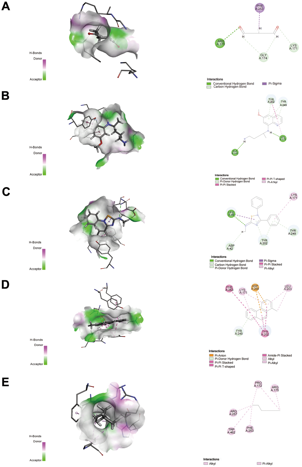 Docking patterns of G6PD interacting with glutaraldehyde (A), PRIMAQUINE (B), SCH-202676 hydrobromide (C), 1-METHYLPHENANTHRENE (D), and HEXANE (E) as produced using CDOCKER. Nor, normal; Hyp, hypoxia. **P P