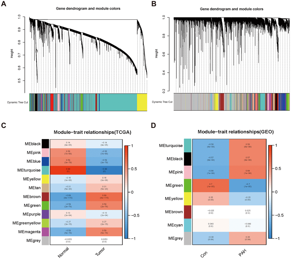 Consensus module analysis of LUAD and PAH using WGCNA. (A, B) Cluster dendrogram of LUAD (A) and PAH (B). (C, D) Heap of module–trait relationships in LUAD (C) and PAH (D).