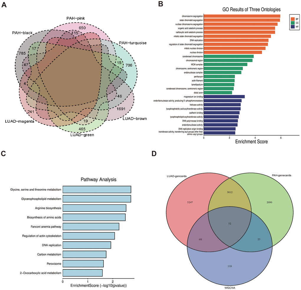 Functional enrichment based on 263 shared genes. (A) Venn diagram of the shared genes between the magenta, green and brown modules of LUAD and the black, pink, and turquoise modules of PAH. (B) GO analysis for 263 shared genes indicating the significant terms. (C) KEGG analysis for 263 shared genes. (D) Venn diagram of the overlapped genes between GeneCards databases and WGCNA.