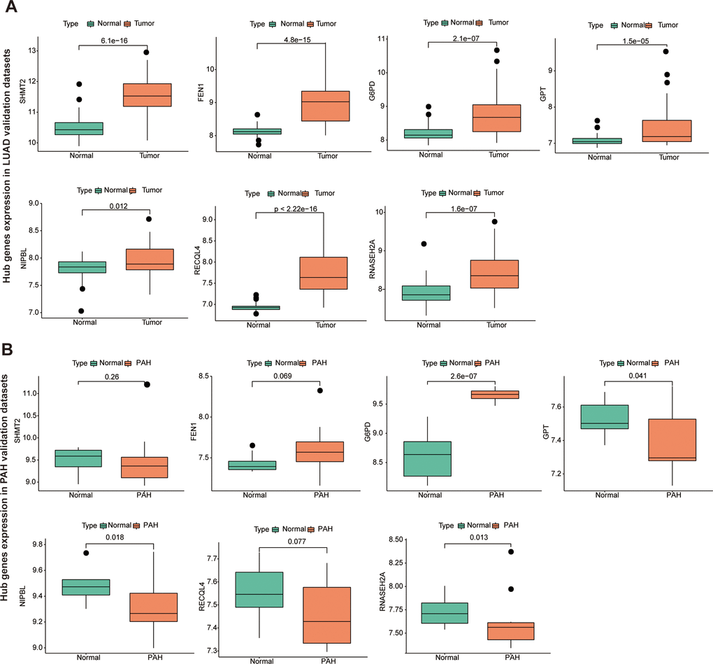 The hub genes in LUAD and PAH validation cohorts. (A) The hub genes expression in LUAD validation cohorts. (B) The hub genes expression in PAH validation cohorts.