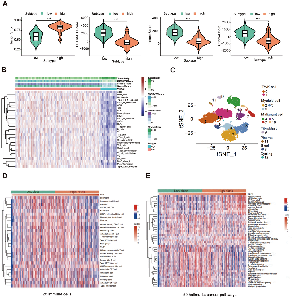 The correlation between G6PD expression and immune. (A) The ESTIMATE score, immune score, and stromal score between G6PD high and low groups were compared. (B) Heatmap of the immune cells between G6PD high and low expression group by ssGSEA algorithm. (C) Single-cells analysis from the G6PD high and low groups expression. (D) The abundance of 28 immune cells in the two groups using ssGESA. (E) The hallmarks of cancer pathways related to G6PD.