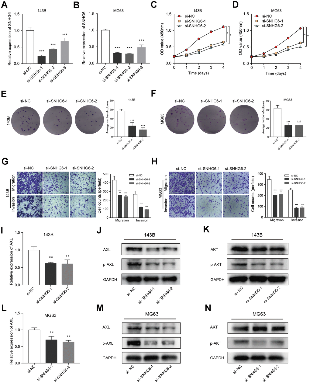 Verification of in vitro experiment about the function of the key gene SNHG6 in osteosarcoma cells. (A, B) The levels of SNHG6 mRNA in 143B and MG63 cells that were transfected with si-SNHG6 were measured using qRT-PCR (*** P ≤ 0.001). (C, D) The viability of 143B and MG63 cells with SNHG6 knockdown was found to be reduced according to the CCK-8 assay (* P ≤ 0.05). (E, F) The ability of 143B and MG63 cells to form colonies was significantly reduced after SNHG6 knockdown (*** P ≤ 0.001). (G, H) The migration and invasion of 143B and MG63 cells were significantly inhibited after SNHG6 knockdown (*** P ≤ 0.001). (I) The impact of SNHG6 knockdown on the AXL mRNA level in 143B cells was assessed using qRT-PCR (*** P ≤ 0.001). (J) WB analyzed the molecular weight of AXL and p-AXL in 143B cell with SNHG6 knockdown. (K) WB analyzed the molecular weight of AKT and p-AKT in 143B cell with SNHG6 knockdown. (L) The impact of SNHG6 knockdown on the AXL mRNA level in MG63 cells was assessed using qRT-PCR (*** P ≤ 0.001). (M) WB analyzed the molecular weight of AXL and p-AXL in MG63 cell with SNHG6 knockdown. (N) WB analyzed the molecular weight of AKT and p-AKT in MG63 cell with SNHG6 knockdown.