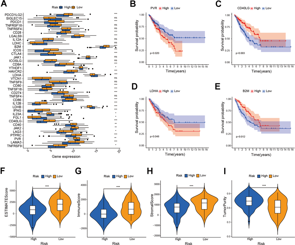 Investigation of ICPs and ESTIMATE score in risk model. (A) Analysis of immune checkpoint genes in the risk model (* P ≤ 0.05; ** P ≤ 0.01; *** P ≤ 0.001; ns, no significance). (B–E) Survival analysis of immune checkpoint genes in the risk model. (F–I) Analysis of ESTIMATE score, immune score, stromal score and tumor purity score in the risk model (*** P ≤ 0.001).