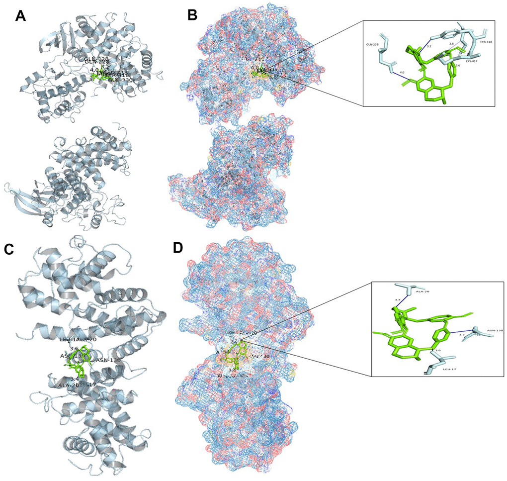 Molecular docking analysis. (A) Binding mode of CCNA2 protein and tetrandrine; (B) Three-dimensional (3D) interaction map of CCNA2 protein and tetrandrine; (C) Binding mode of CCNB1 protein and tetrandrine; (D) Three-dimensional (3D) interaction map of CCNB1 protein and tetrandrine.