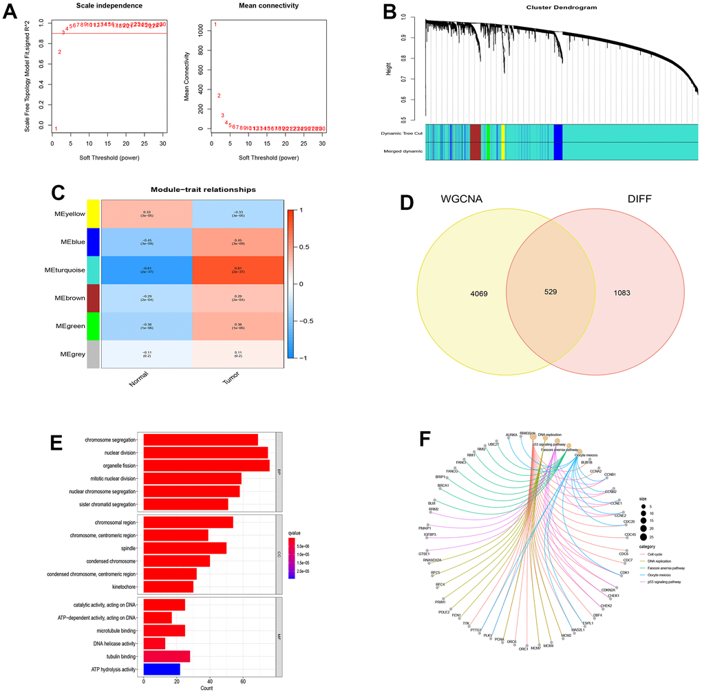 WGCNA analysis and module identification. (A) Scale-free exponent and average connectivity of different soft threshold powers (β); (B) Construction of gene co-expression modules; (C) Correlation analysis between different modules and tumor tissues; (D) Venn diagram of WGCNA and differentially expressed genes; (E) GO analysis of disease genes; (F) KEGG analysis of disease genes.