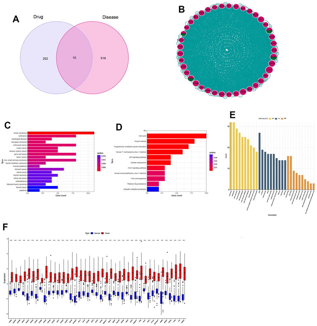 Identification and expression analysis of hub genes. (A) Venn diagram of drug targets and disease genes; (B) Protein-protein interaction (PPI) network of 41 hub genes; (C) DO analysis; (D) KEGG analysis; (E) GO analysis; (F) Gene expression between normal and tumor tissues.