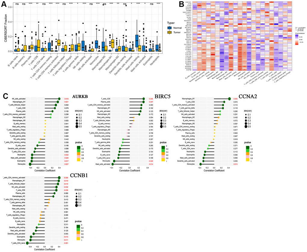 CIBERSORT analysis results. (A) Comparison of immune cell infiltration in normal and tumor tissues; (B) Correlation between 41 hub genes and immune cells; (C) A lollipop graph of the relationship between 4 drug-disease genes and different immune cells.