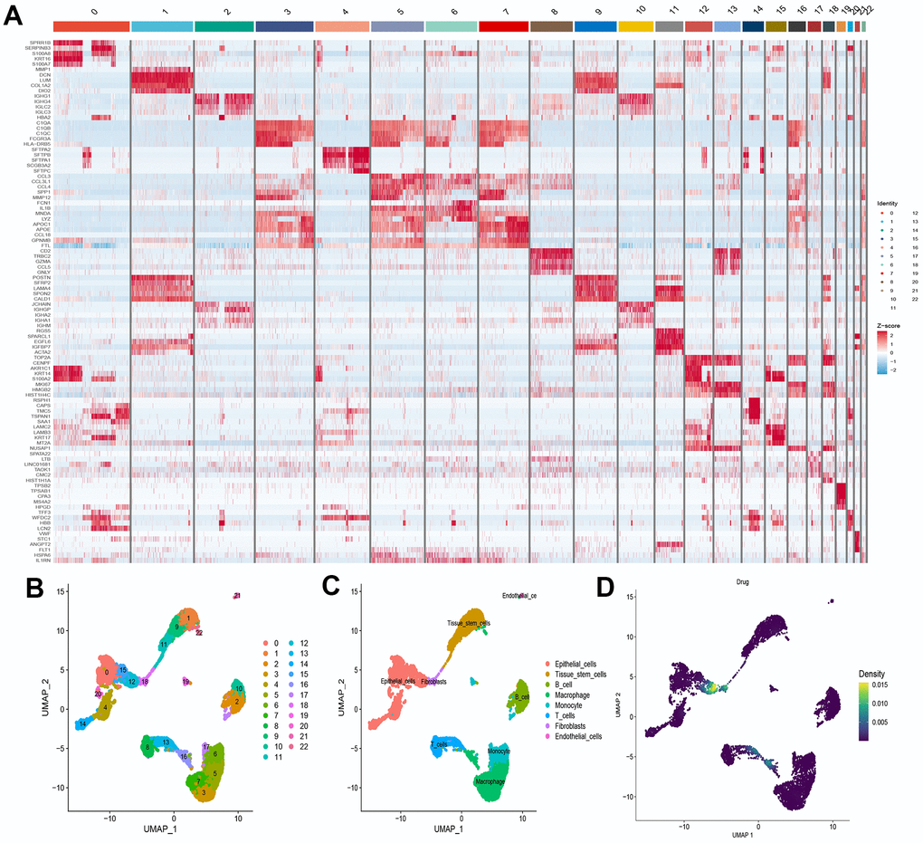 Definition and analysis of cell clusters. (A) Heatmap of differentially expressed genes in different cell clusters; (B) Uniform Manifold Approximation and Projection (UMAP) of 23 cell clusters; (C) The cell types were identified by marker genes; (D) Distribution of 4 drug-disease genes in different cells.