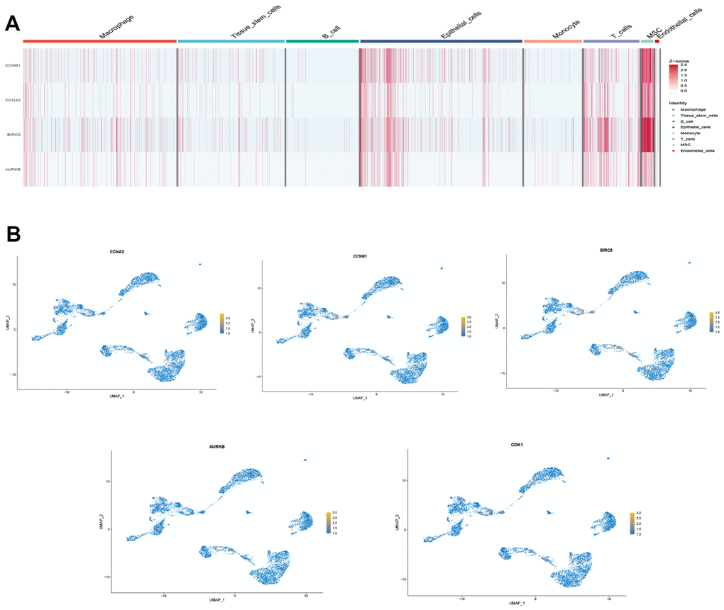 Drug-disease genes and single cell sequencing. (A) Heat map of expression of 4 genes among 8 types of cells; (B) Display of the distribution of each gene.