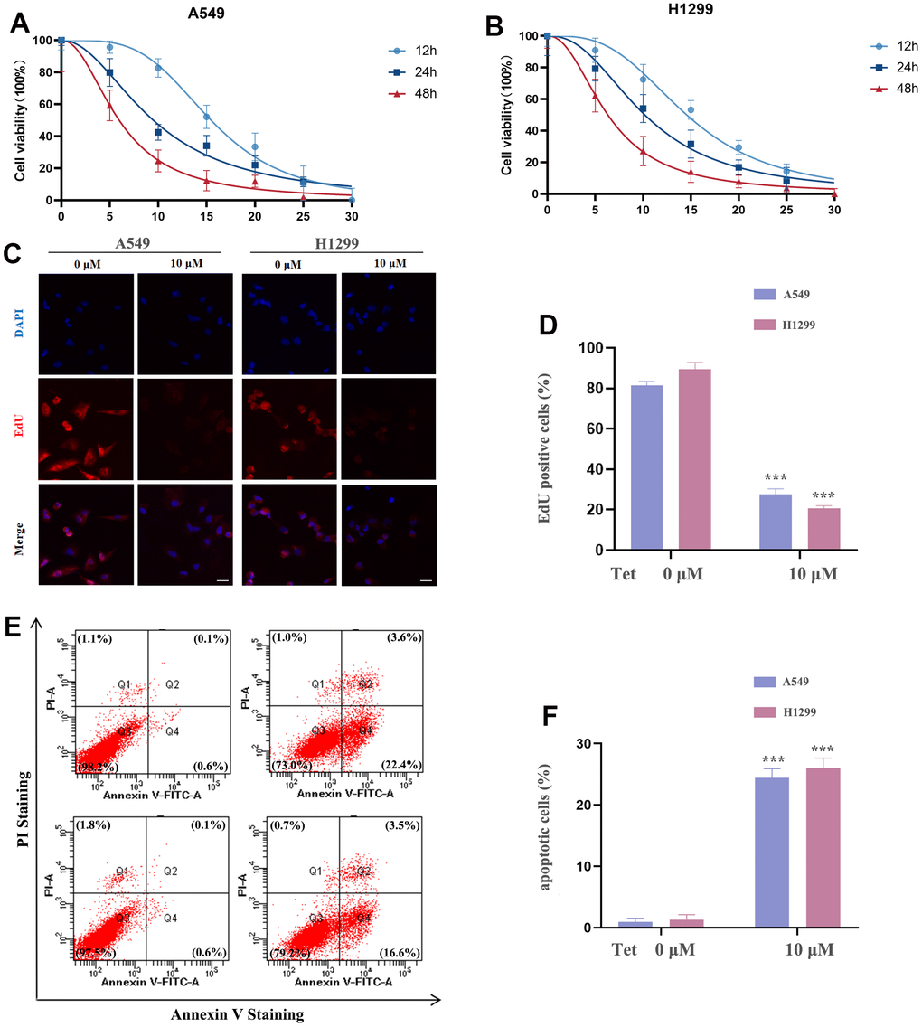 The effect of tetrandrine treatment on NSCLC cells. (A, B) NSCLC cells were subjected to several concentrations of tetrandrine treatment and the cell viability was measured by CCK-8 assay; (C, D) Cell proliferation of NSCLC cells were conducted by 5-ethynyl-2′-deoxyuridine (EdU) incorporation assay; (E, F) NSCLC cells were subjected to tetrandrine treatment (10 μm, 24 h) and followed by Annexin V-FITC/PI assay. *P P P 