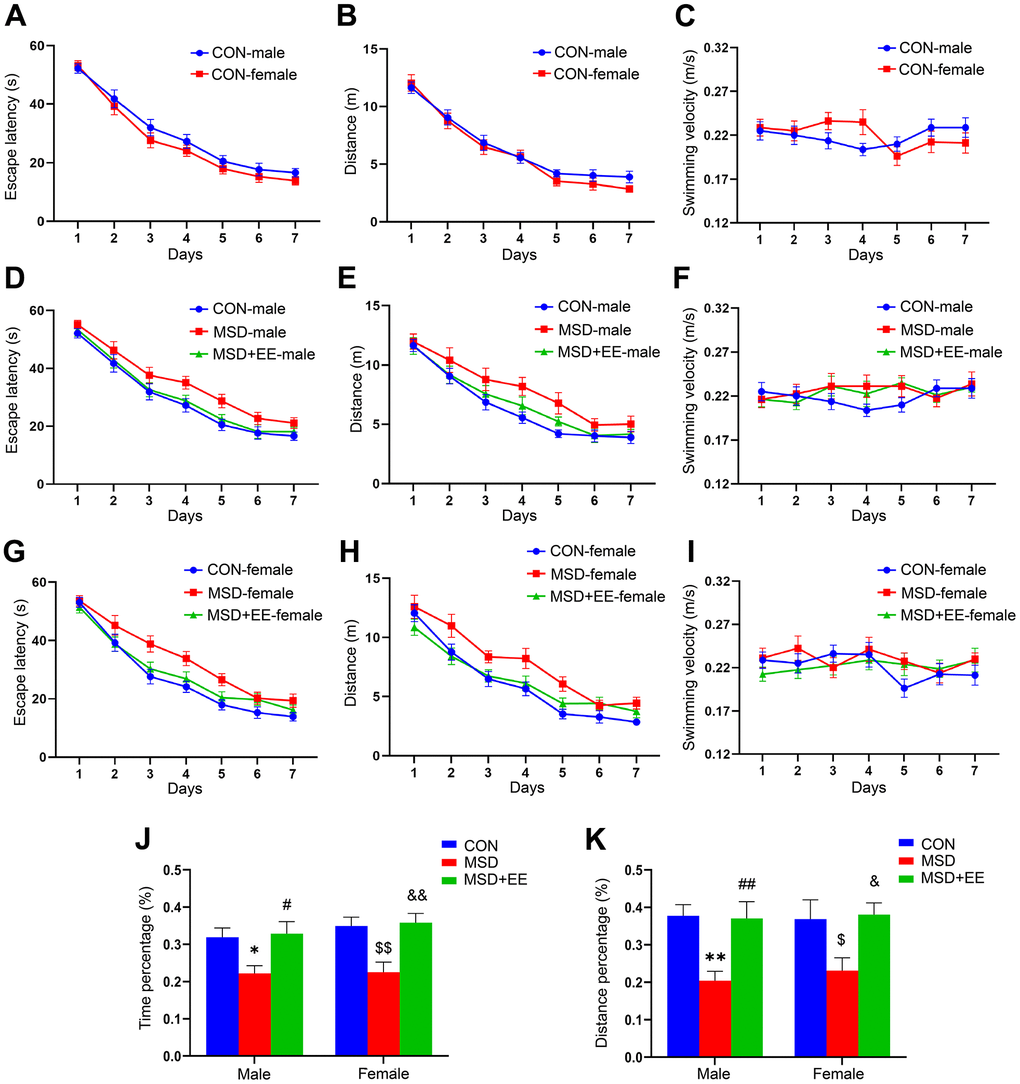 The effects of EE on MSD-induced changes in cognitive performance (n = 8). Escape latency, swim distance and velocity of control (CON) group (A–C), males (D–F), and females (G–I). (J) Percent time spent in the target quadrant. (K) Percent distance swam in the target quadrant. *P **P#P ##P $P $$P &P &&P 